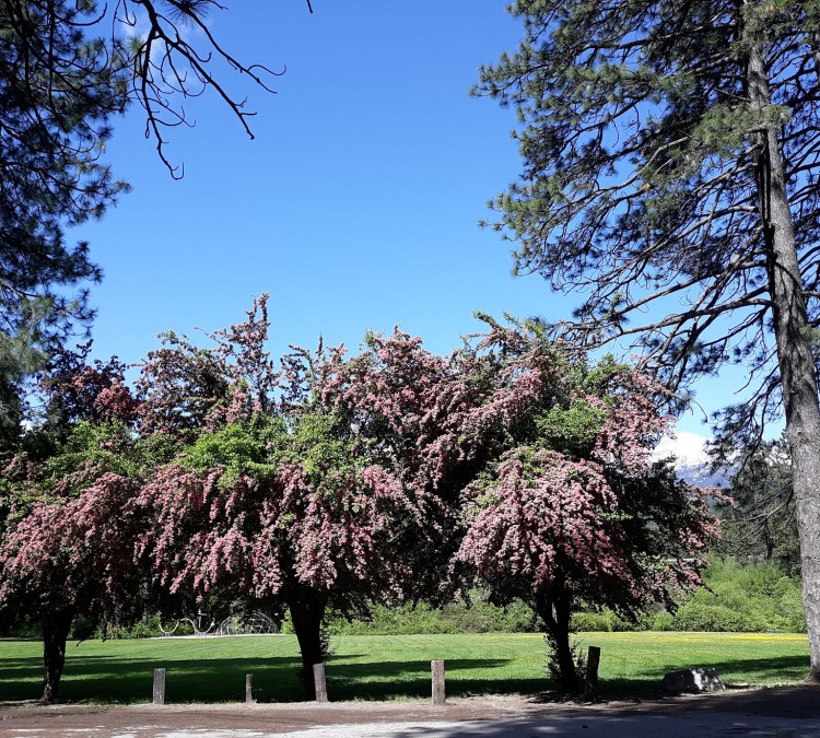 Mount Shasta City Park (Mount&nbspShasta,&nbspCA)